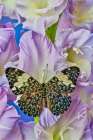USA-Washington State-Issaquah Butterfly on flowers Art Print